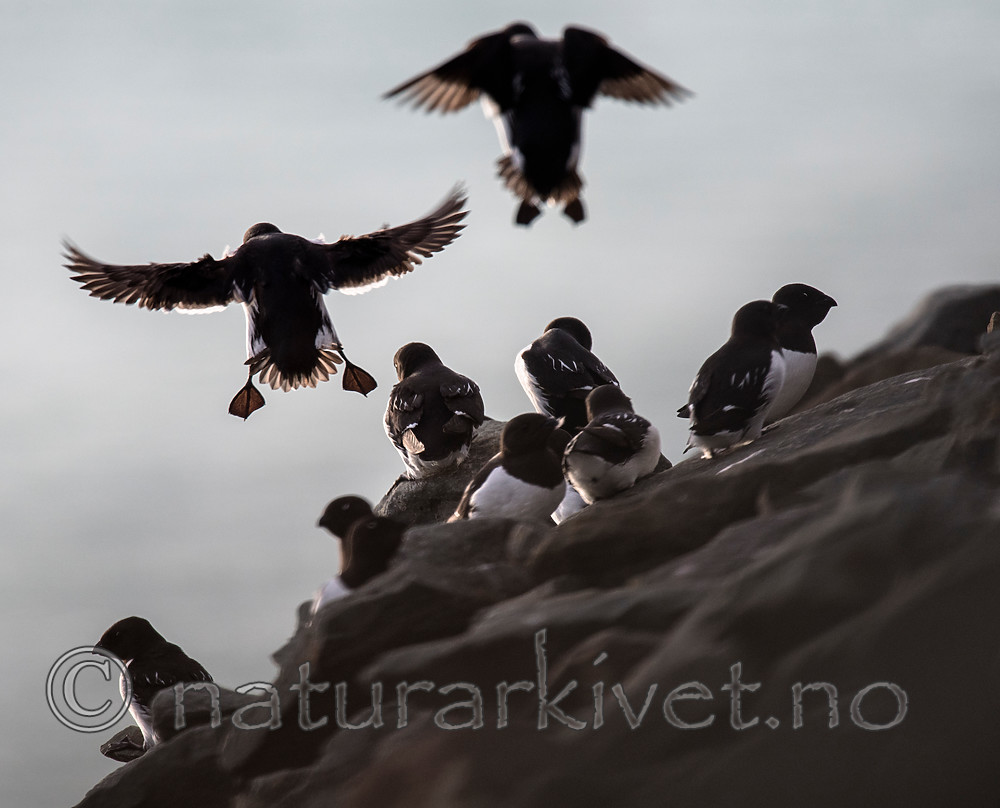 BB_20160729_0186 / Alle alle / Alkekonge