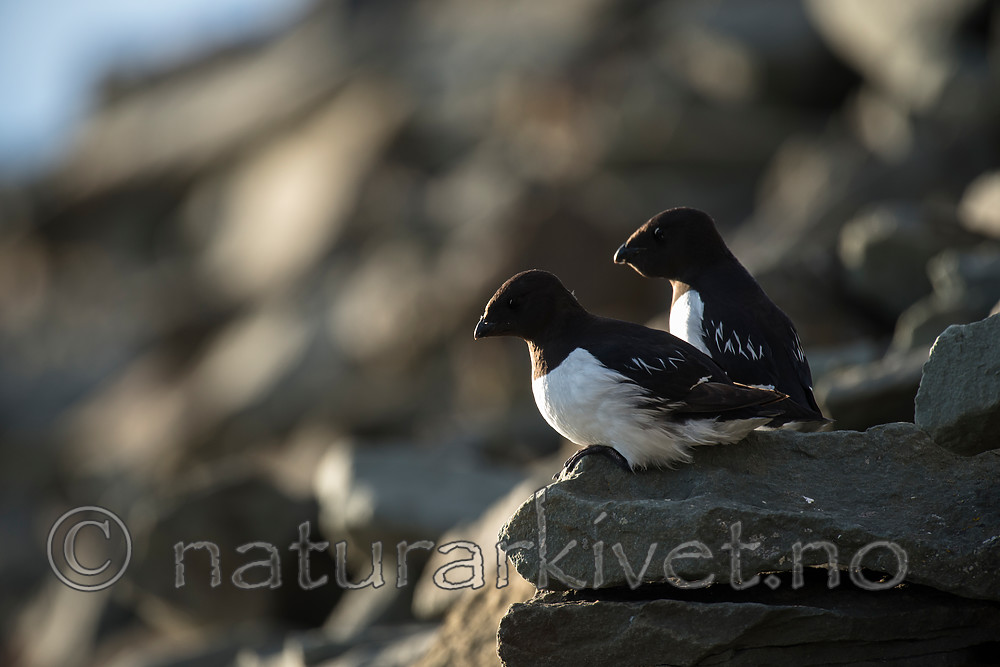 BB_20160729_0201 / Alle alle / Alkekonge