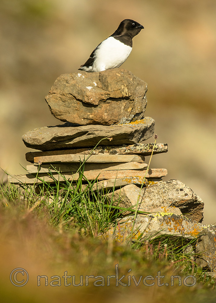 BB_20160729_0226 / Alle alle / Alkekonge