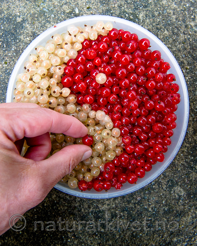 BB_20160806_0007 / Ribes rubrum / Hagerips