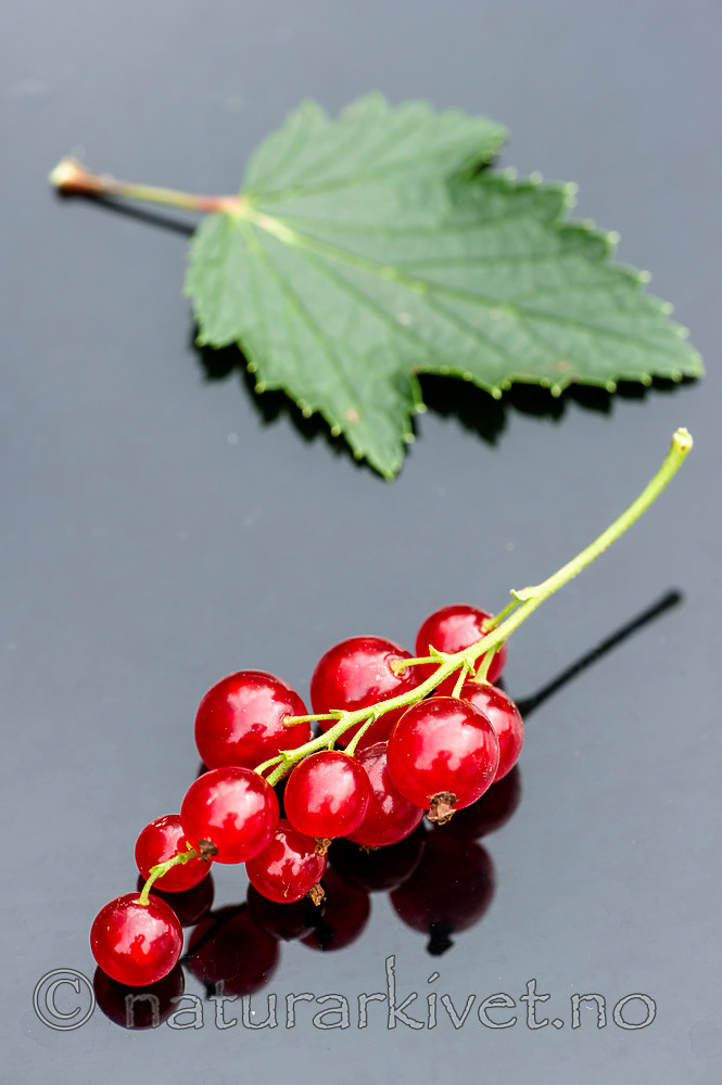 BB_20160807_0004 / Ribes rubrum / Hagerips
