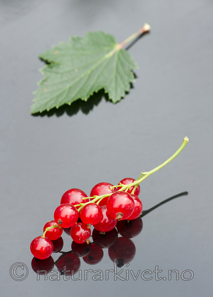 BB_20160807_0006 / Ribes rubrum / Hagerips