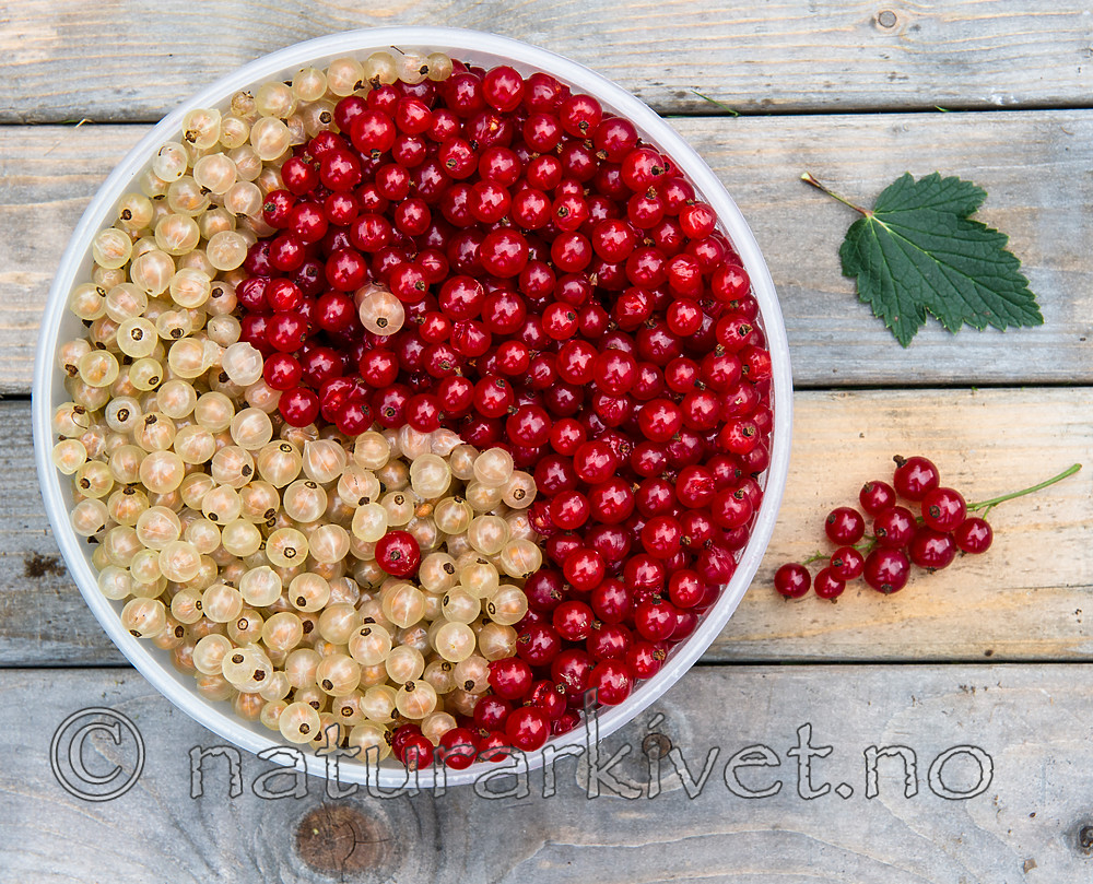 BB_20160807_0008 / Ribes rubrum / Hagerips