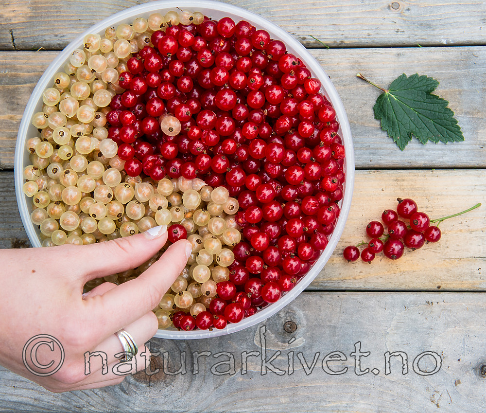 BB_20160807_0009 / Ribes rubrum / Hagerips