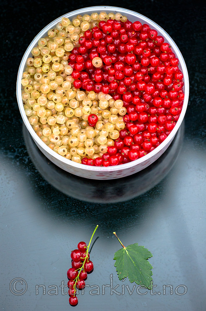 BB_20160807_0020 / Ribes rubrum / Hagerips