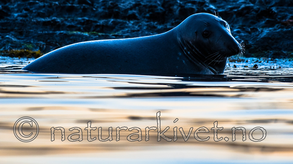 BB_20160816_0169 / Halichoerus grypus / Havert