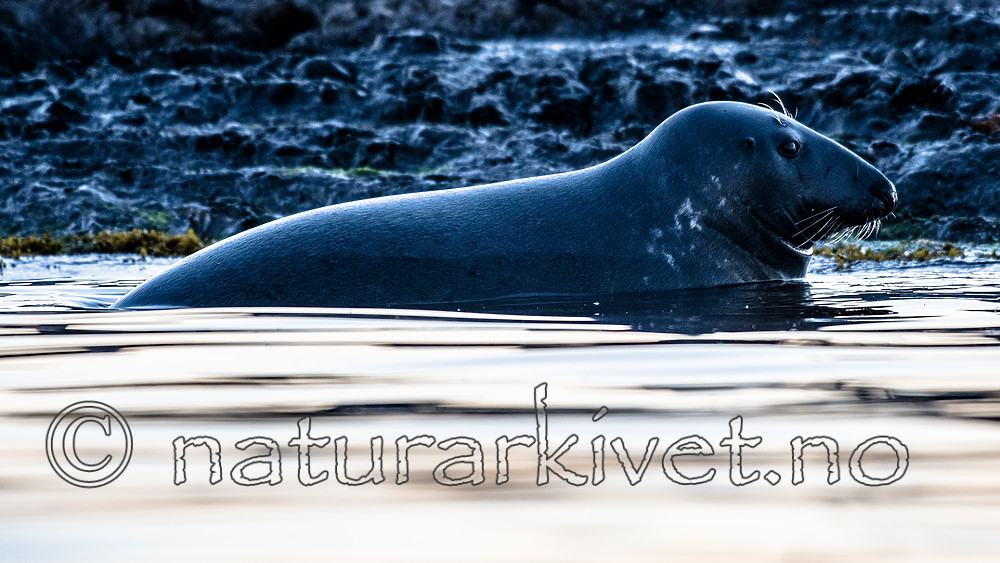 BB_20160816_0171 / Halichoerus grypus / Havert