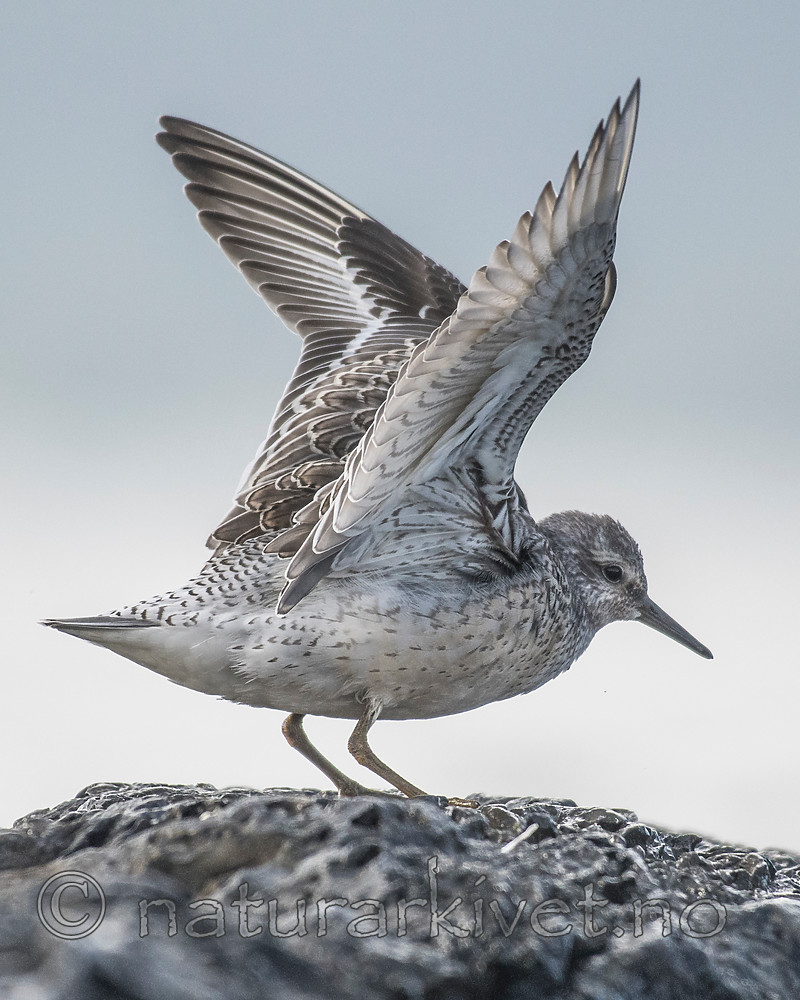 BB_20160821_0337 / Calidris canutus / Polarsnipe