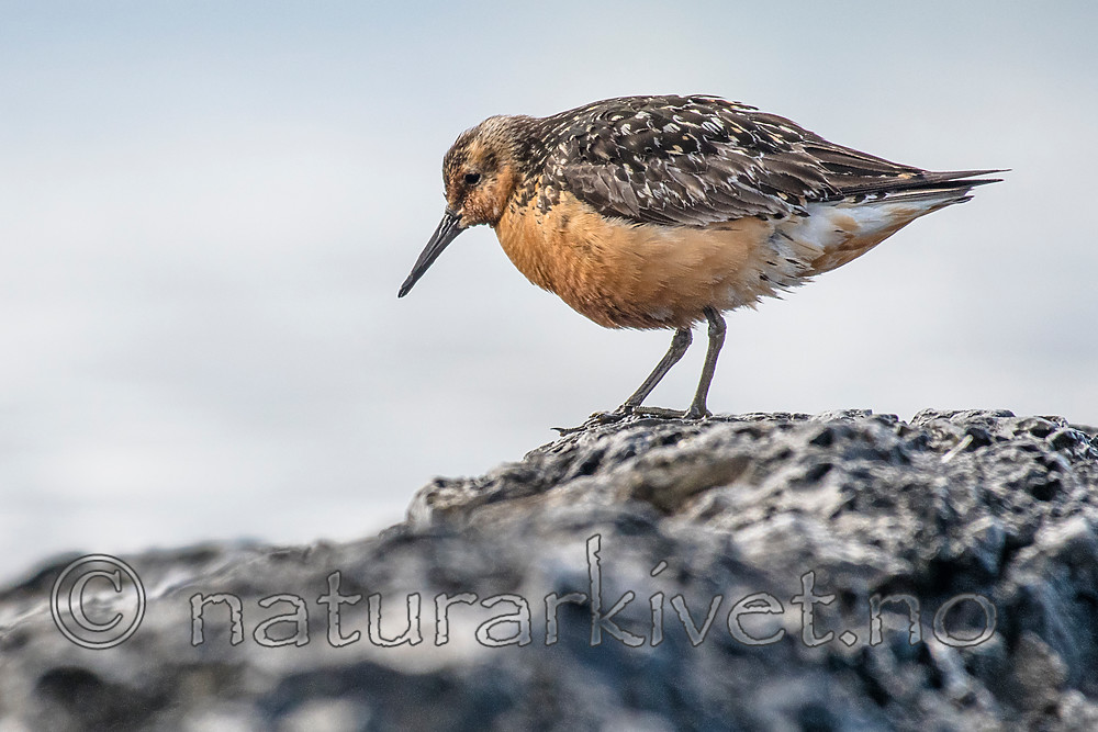 BB_20160821_0366 / Calidris canutus / Polarsnipe