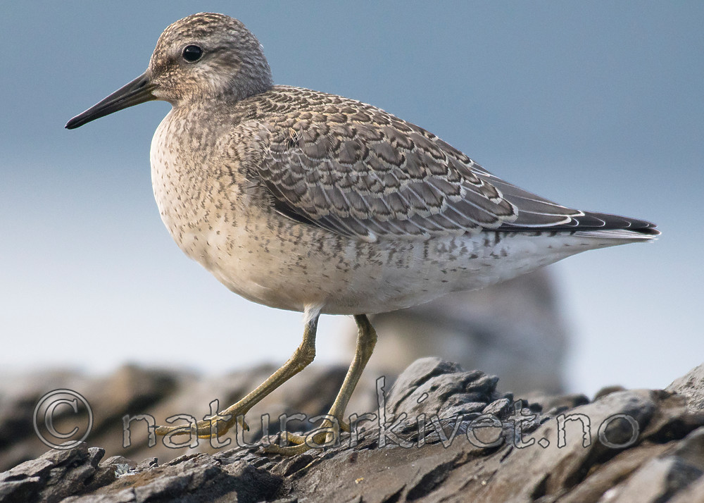 BB_20160821_0368 / Calidris canutus / Polarsnipe