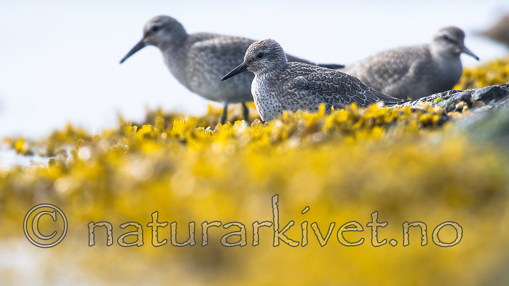 BB_20160821_0516 / Calidris canutus / Polarsnipe