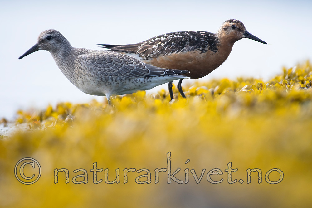 BB_20160821_0546 / Calidris canutus / Polarsnipe