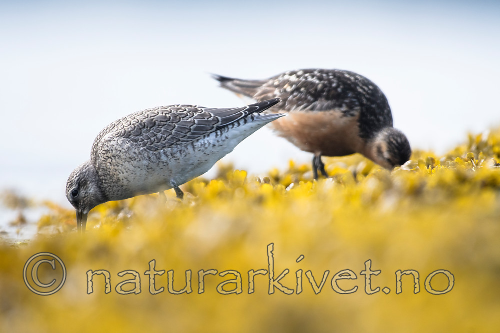 BB_20160821_0551 / Calidris canutus / Polarsnipe