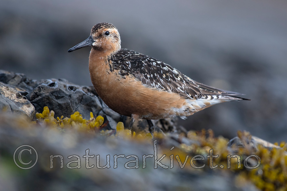 BB_20160821_0585 / Calidris canutus / Polarsnipe