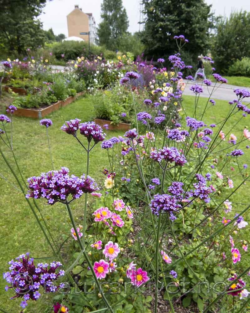BB_20160824_0014 / Verbena bonariensis / Argentinajernurt