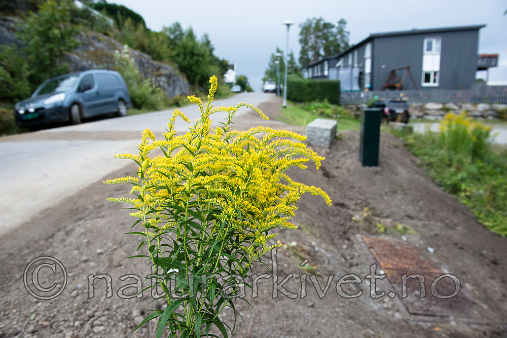 BB_20160824_0019 / Solidago canadensis / Kanadagullris