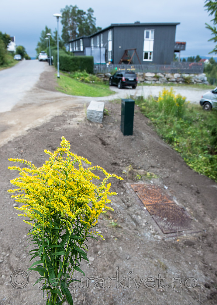 BB_20160824_0023 / Solidago canadensis / Kanadagullris