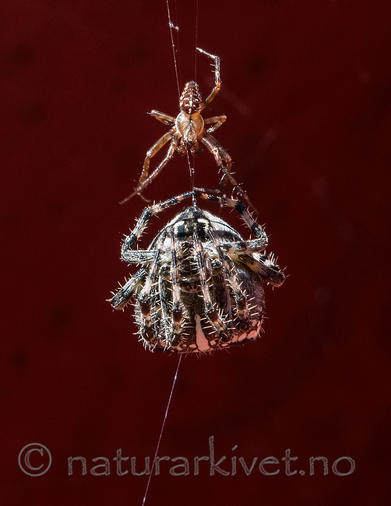 BB_20160827_0011 / Araneus diadematus