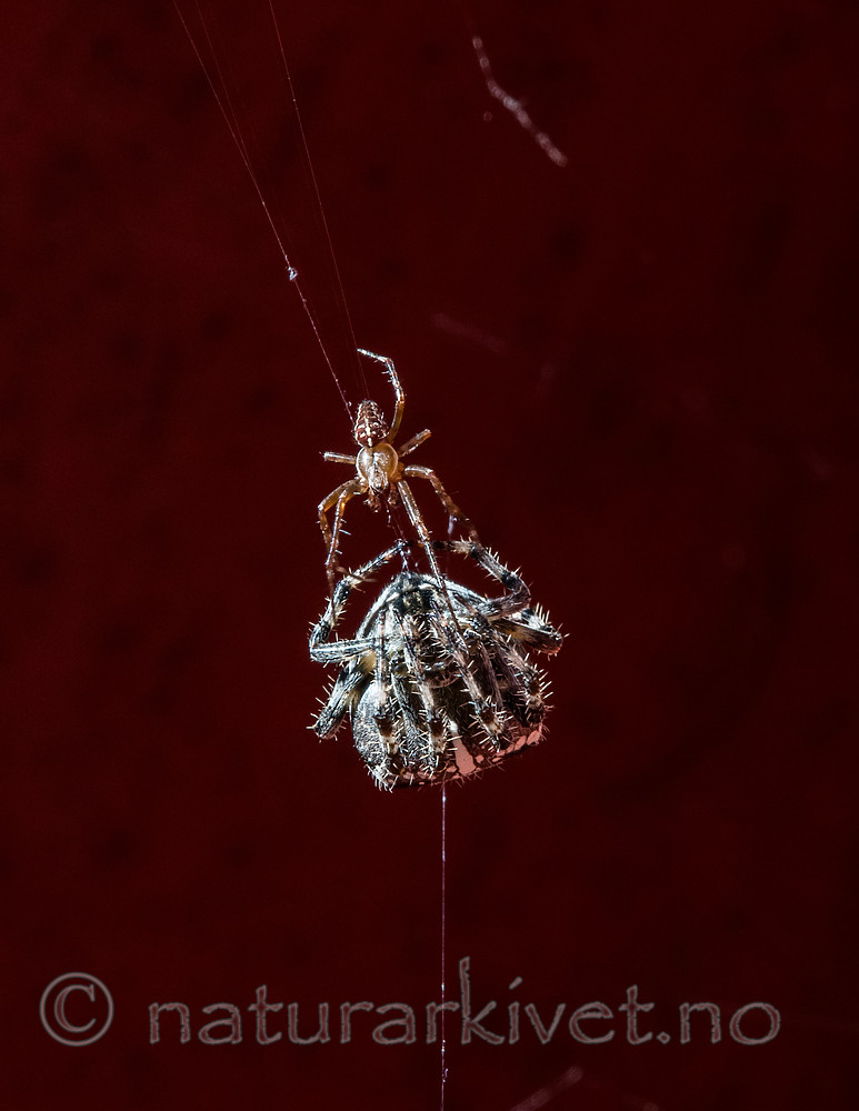 BB_20160827_0014 / Araneus diadematus