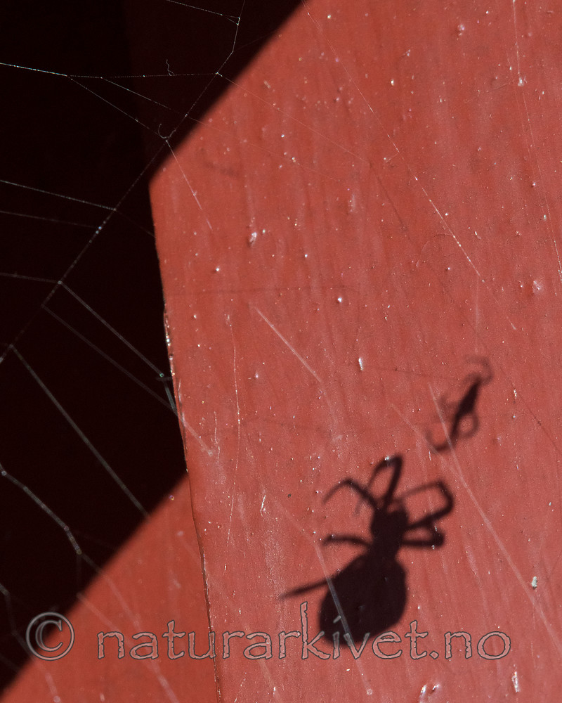 BB_20160827_0019 / Araneus diadematus