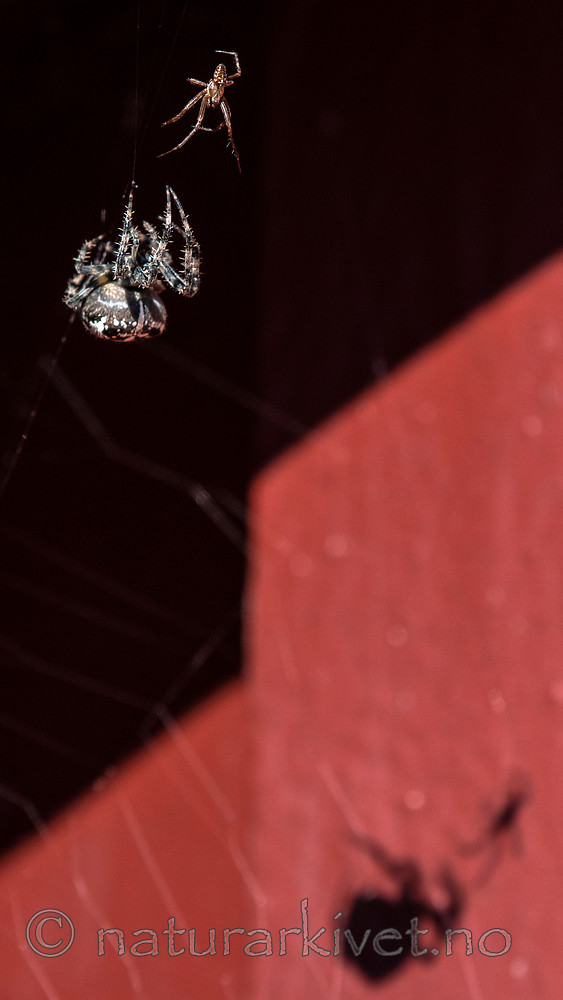 BB_20160827_0030 / Araneus diadematus