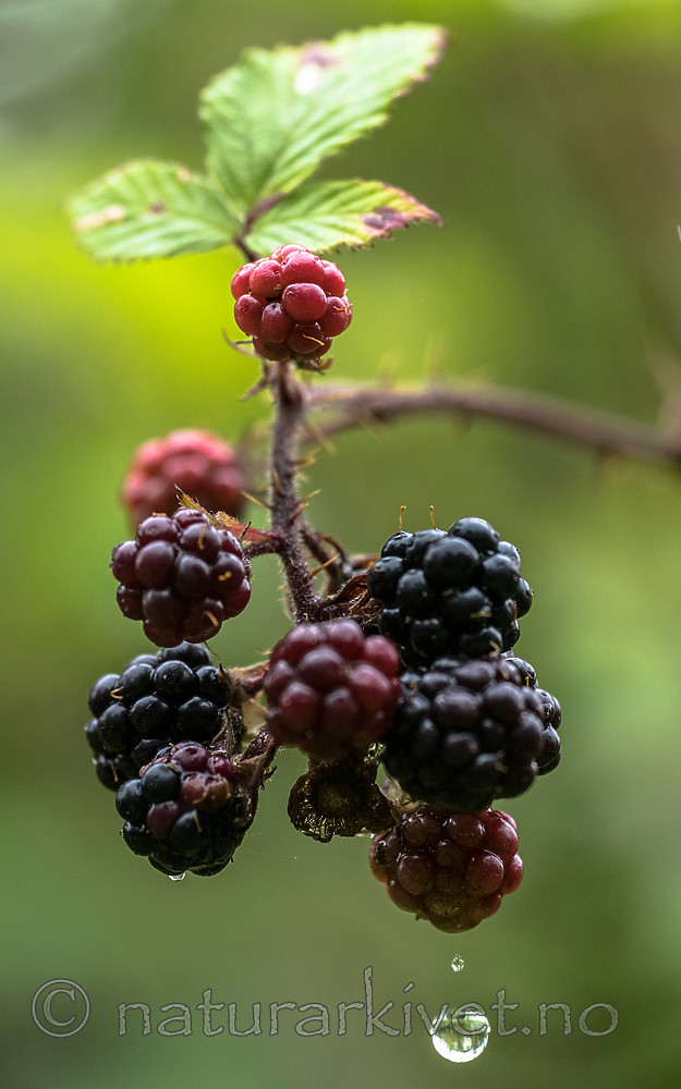BB_20160828_0086