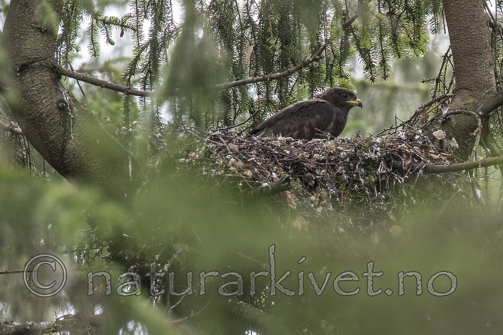 BB_20160829_0118 / Pernis apivorus / Vepsevåk
