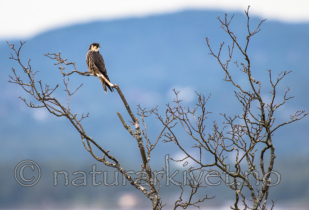 BB_20160830_0175 / Falco subbuteo / Lerkefalk