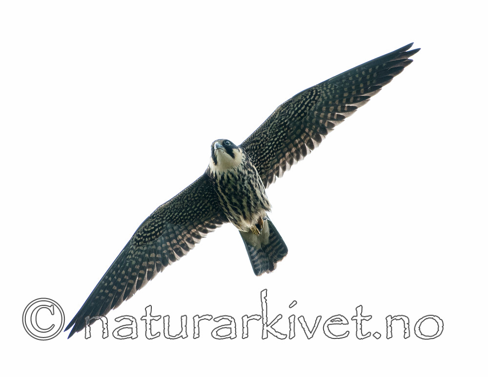 BB_20160830_0244 / Falco subbuteo / Lerkefalk