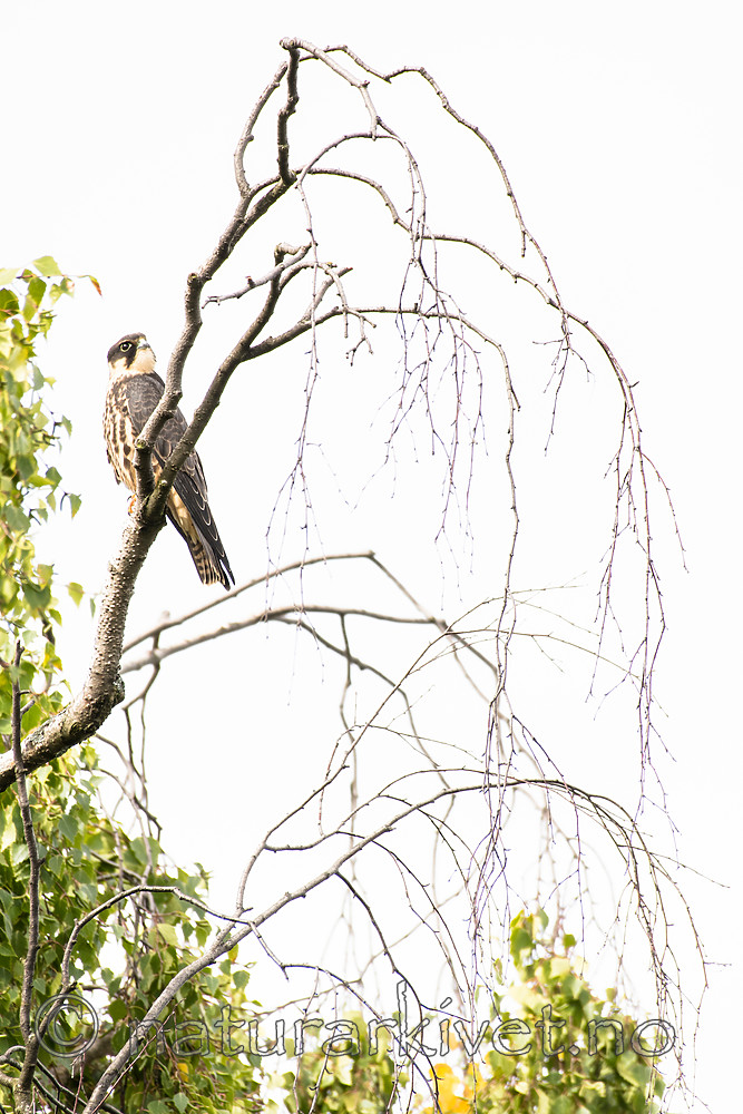 BB_20160830_0453 / Falco subbuteo / Lerkefalk