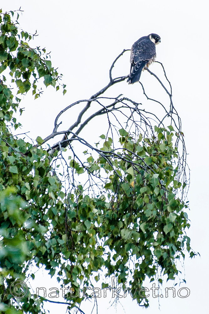 BB_20160901_0016 / Falco subbuteo / Lerkefalk