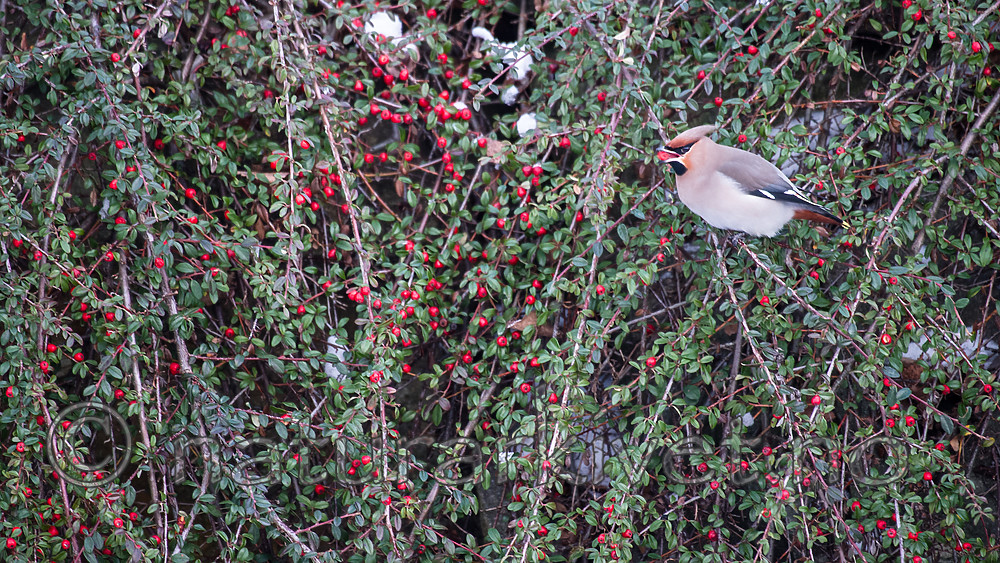 BB_20170212_0003 / Bombycilla garrulus / Sidensvans <br /> Cotoneaster horizontalis / Krypmispel