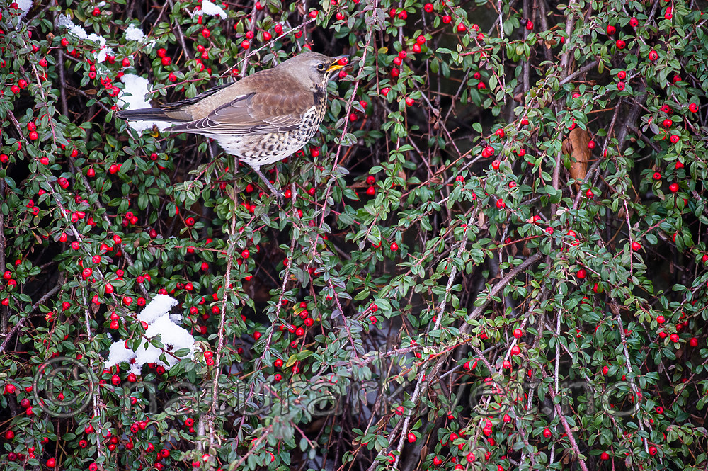BB_20170212_0009 / Cotoneaster horizontalis / Krypmispel <br /> Turdus pilaris / Gråtrost