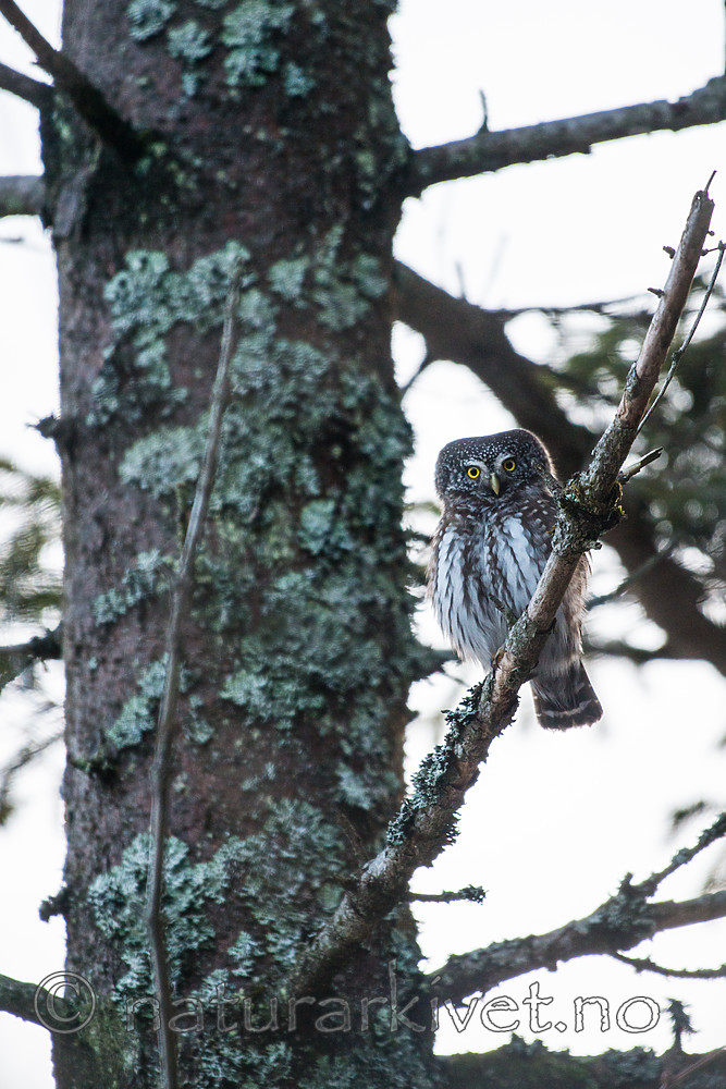 BB_20170219_0011 / Glaucidium passerinum / Spurveugle