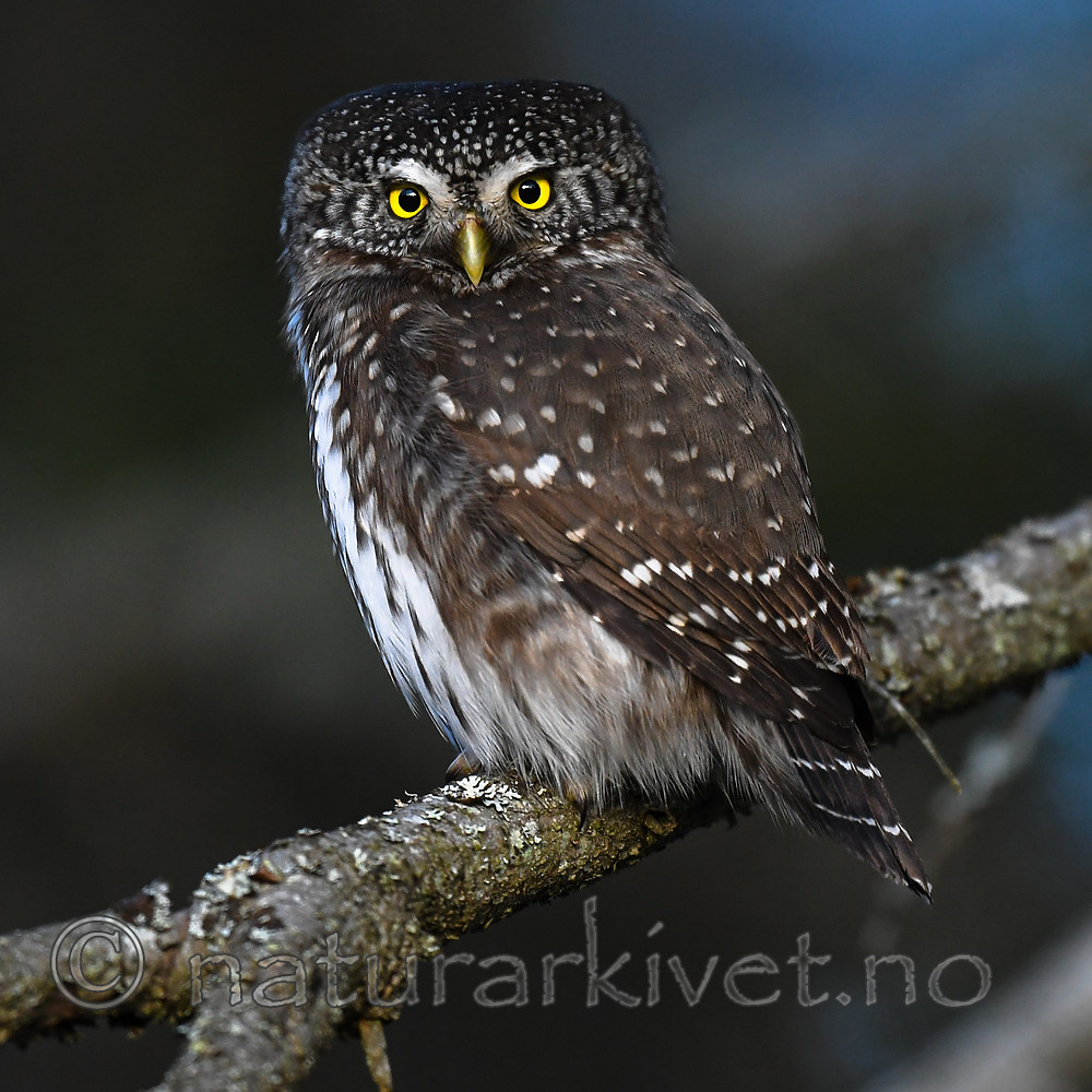 BB_20170221_0024 / Glaucidium passerinum / Spurveugle