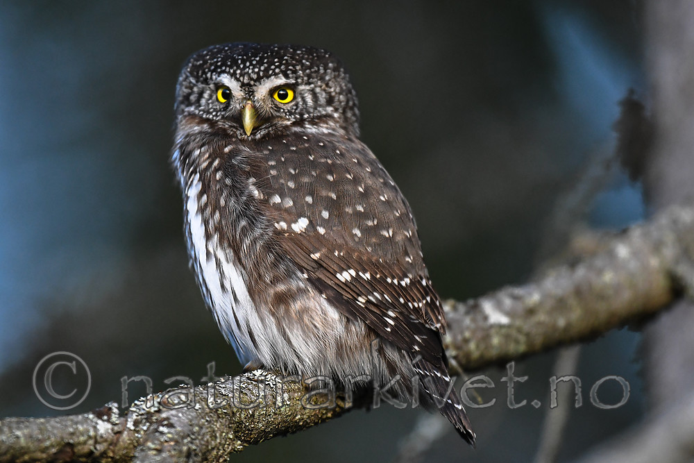 BB_20170221_0026 / Glaucidium passerinum / Spurveugle