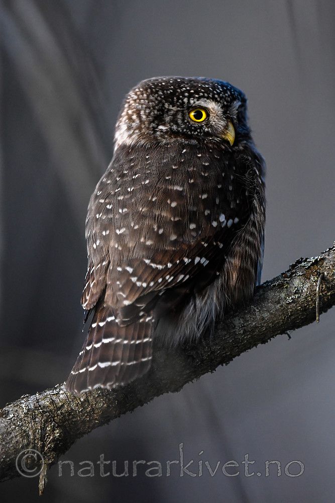 BB_20170221_0041 / Glaucidium passerinum / Spurveugle