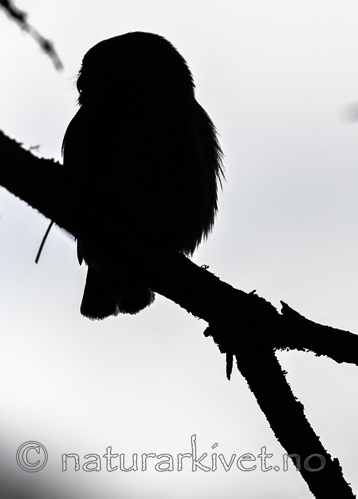 BB_20170221_0052 / Glaucidium passerinum / Spurveugle