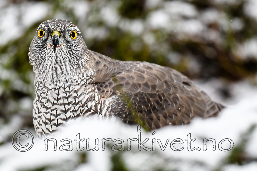 BB_20170305_0008 / Accipiter gentilis / Hønsehauk