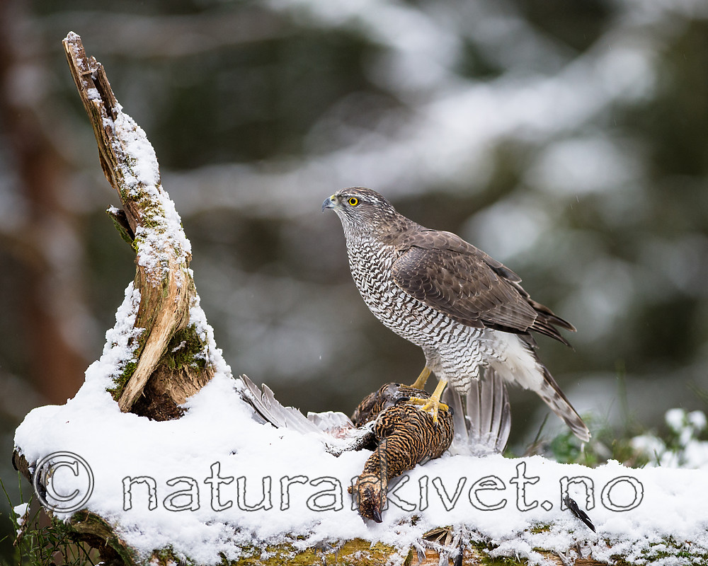 BB_20170305_0015 / Accipiter gentilis / Hønsehauk <br /> Tetrao tetrix / Orrfugl