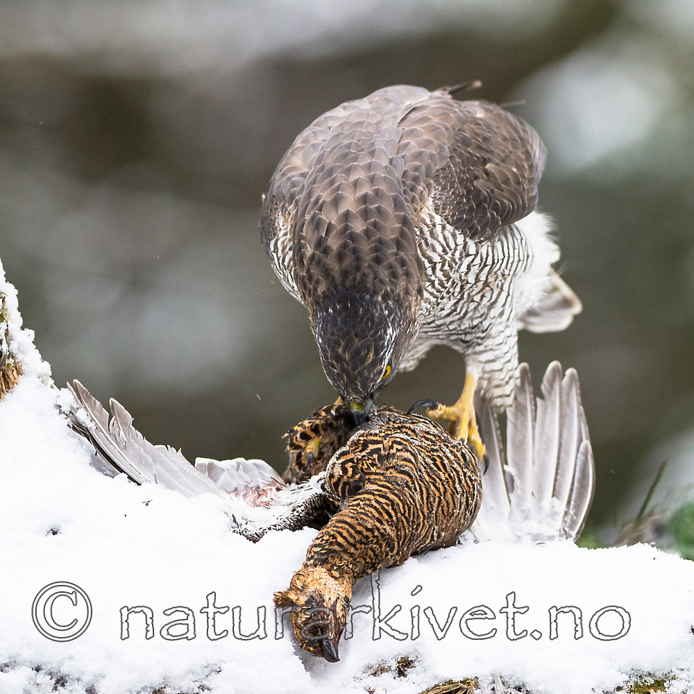 BB_20170305_0018 / Accipiter gentilis / Hønsehauk <br /> Tetrao tetrix / Orrfugl