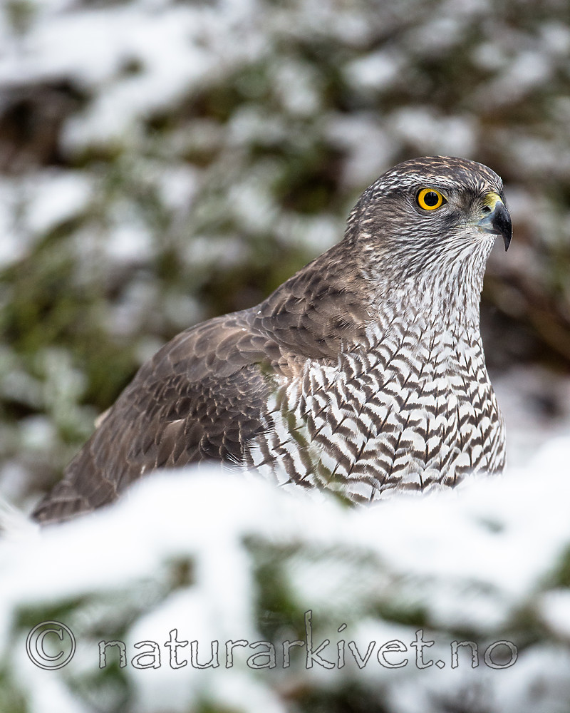 BB_20170305_0033 / Accipiter gentilis / Hønsehauk