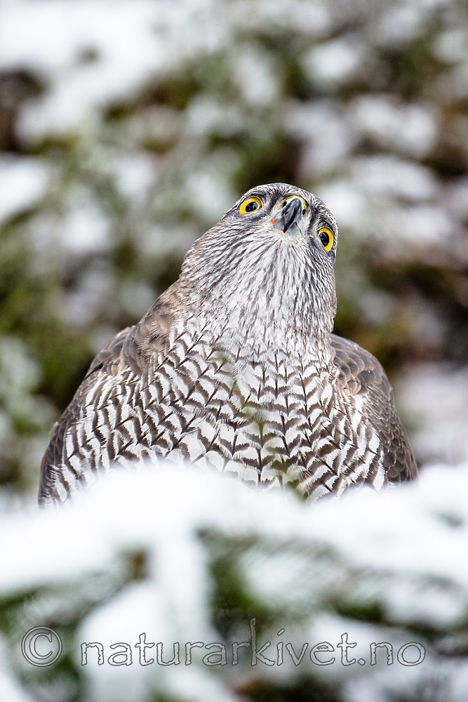 BB_20170305_0036 / Accipiter gentilis / Hønsehauk
