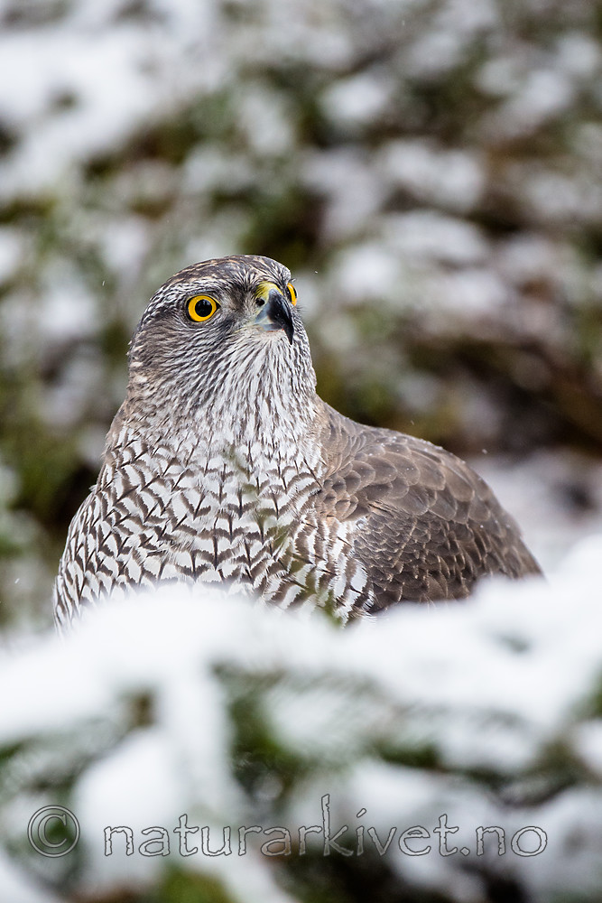 BB_20170305_0042 / Accipiter gentilis / Hønsehauk