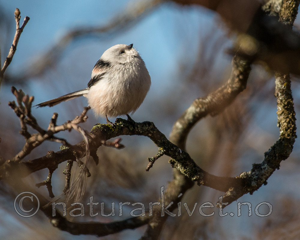 BB_20170310_0011 / Aegithalos caudatus / Stjertmeis