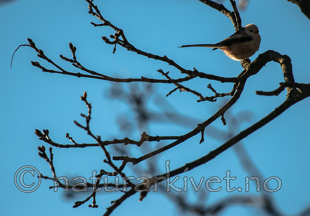 BB_20170310_0017 / Aegithalos caudatus / Stjertmeis
