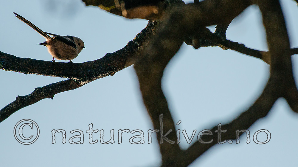 BB_20170310_0020 / Aegithalos caudatus / Stjertmeis