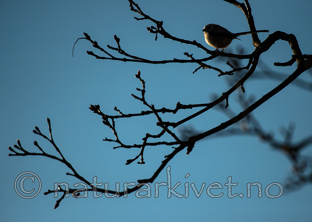 BB_20170310_0022 / Aegithalos caudatus / Stjertmeis