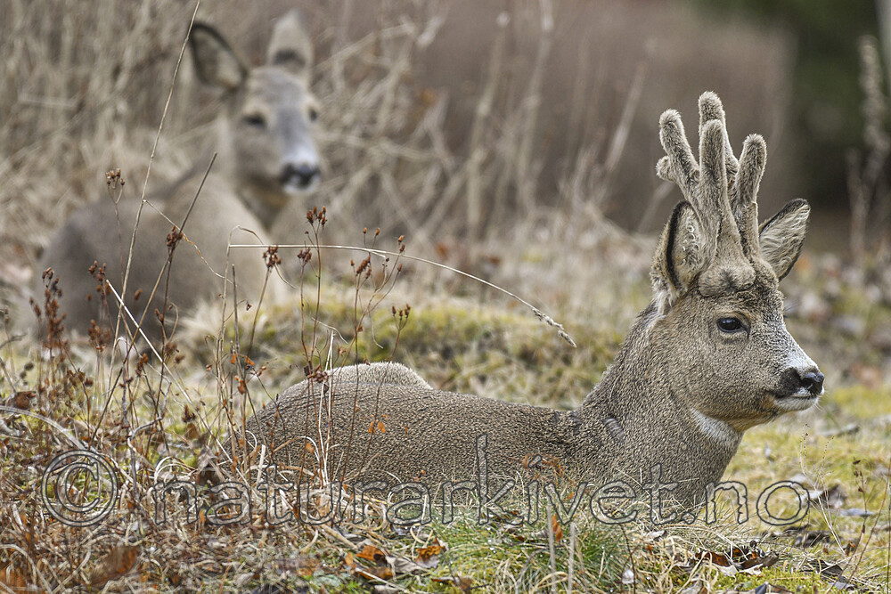 BB_20170312_0029 / Capreolus capreolus / Rådyr