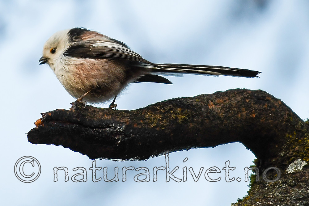 BB_20170315_0024 / Aegithalos caudatus / Stjertmeis